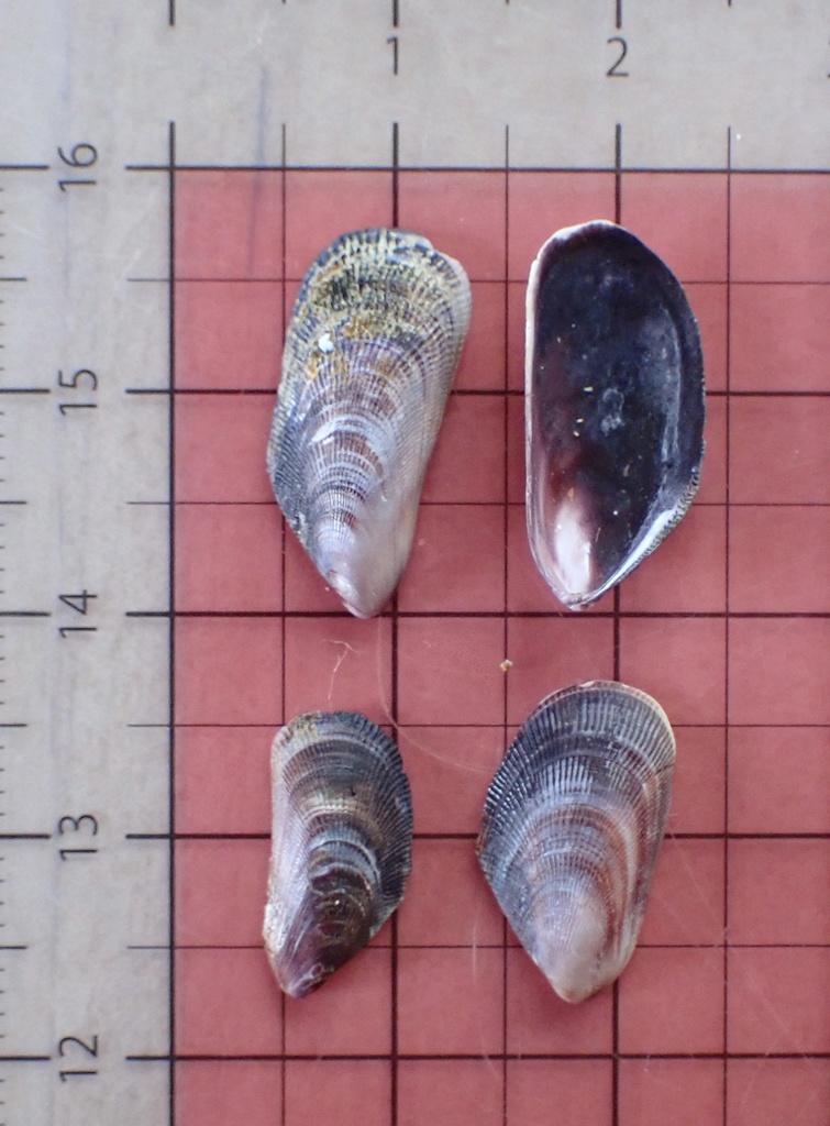Hawai'ian Mussel