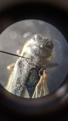 Agrilus purpuratus