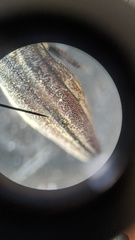 Agrilus purpuratus