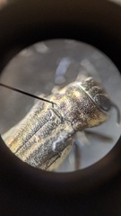 Agrilus purpuratus