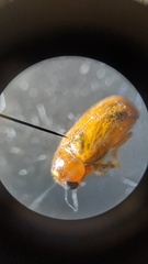 Aetheomorpha seminigra