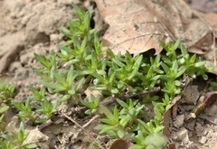 Sedum sarmentosum