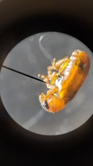 Aetheomorpha seminigra