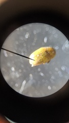Melixanthus