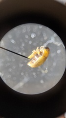 Melixanthus