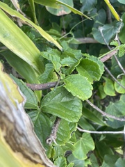 Cyphostemma flaviflorum