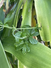 Cyphostemma flaviflorum