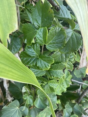 Cyphostemma flaviflorum