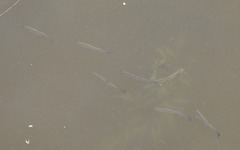 Hemiculter leucisculus