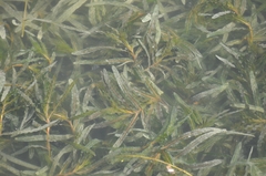 Potamogeton crispus