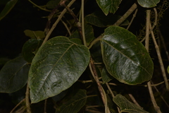 Parsonsia fulva