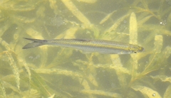 Hemiculter leucisculus