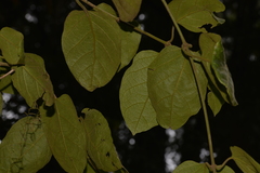 Parsonsia fulva