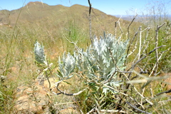Senecio cinerascens