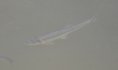 Opsariichthys bidens