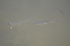 Opsariichthys bidens