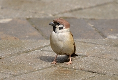 Passer montanus