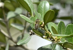 Apis cerana