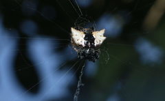 Gasteracantha mediofusca