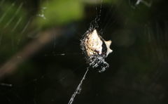 Gasteracantha mediofusca