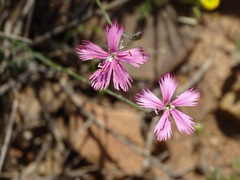 Dianthus namaensis