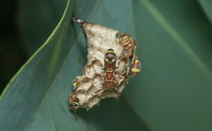 Ropalidia variegata