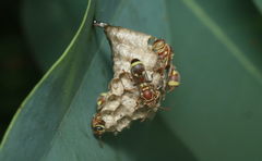 Ropalidia variegata