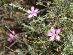 Dianthus namaensis