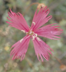 Dianthus namaensis