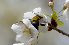 Xylocopa appendiculata appendiculata