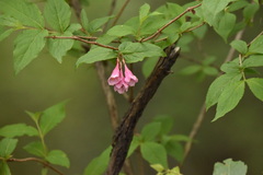 Weigela florida