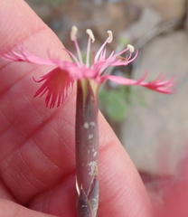 Dianthus namaensis