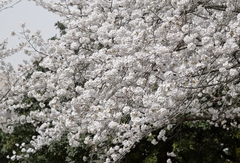 Prunus × yedoensis
