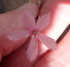Dianthus namaensis