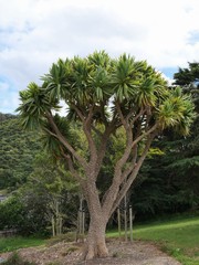 Cordyline obtecta