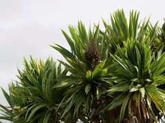 Cordyline obtecta