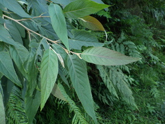 Alniphyllum pterospermum