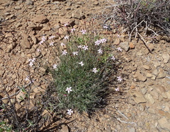 Dianthus namaensis