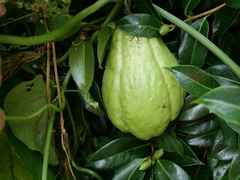 Sechium edule