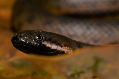 Blackbelly Snake