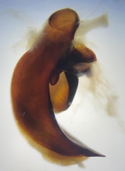 Pterostichus isabellae