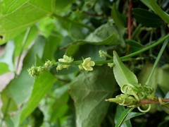 Sechium edule