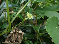 Sechium edule
