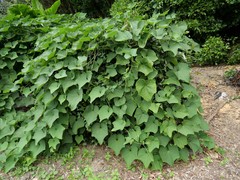 Sechium edule
