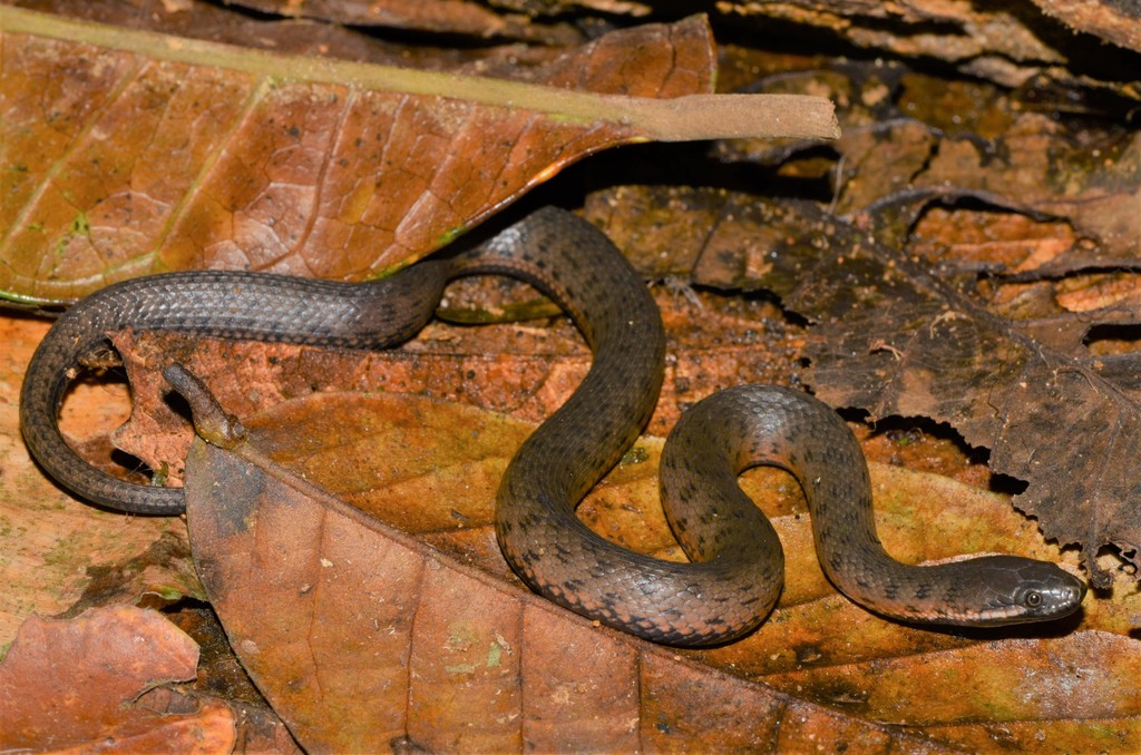 Blackbelly Snake