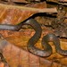 Blackbelly Snake - Photo no rights reserved, uploaded by Marius Burger