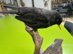 Turdus merula