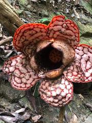Rafflesia