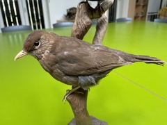 Turdus merula