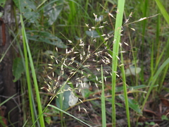 Capillipedium parviflorum